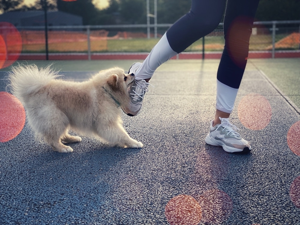 Dog interacting with person’s leg illustrating dog bite injuries and landlord liability in Michigan.