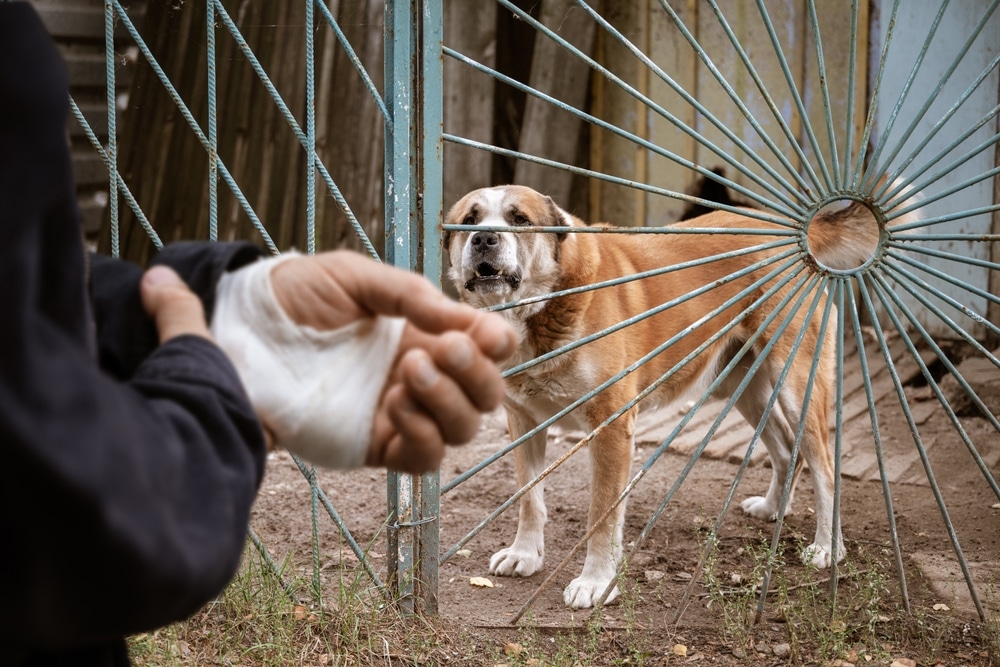 dog attack